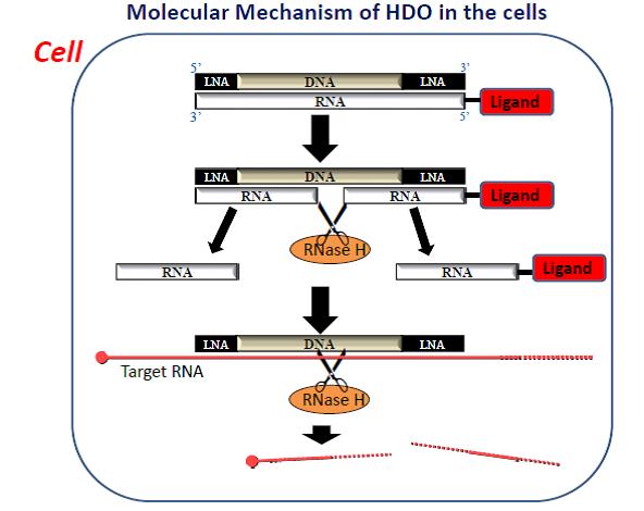 The molecular mechanism of vitamin E coupled heteroduplex oligonucleotide molecule within cells. [Tokyo Medical and Dental University]