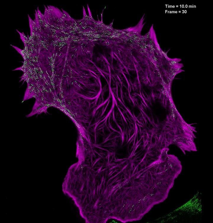 This is a still image from a video showing the interaction of filamentous actin (mApple-F-tractin, purple) with myosin IIA bipolar head groups (EGFP, myosin IIA, green) at 20-second intervals for 100 time points, as seen with high-NA TIRF-SIM. [Betzig Lab, HHMI/Janelia Research Campus]