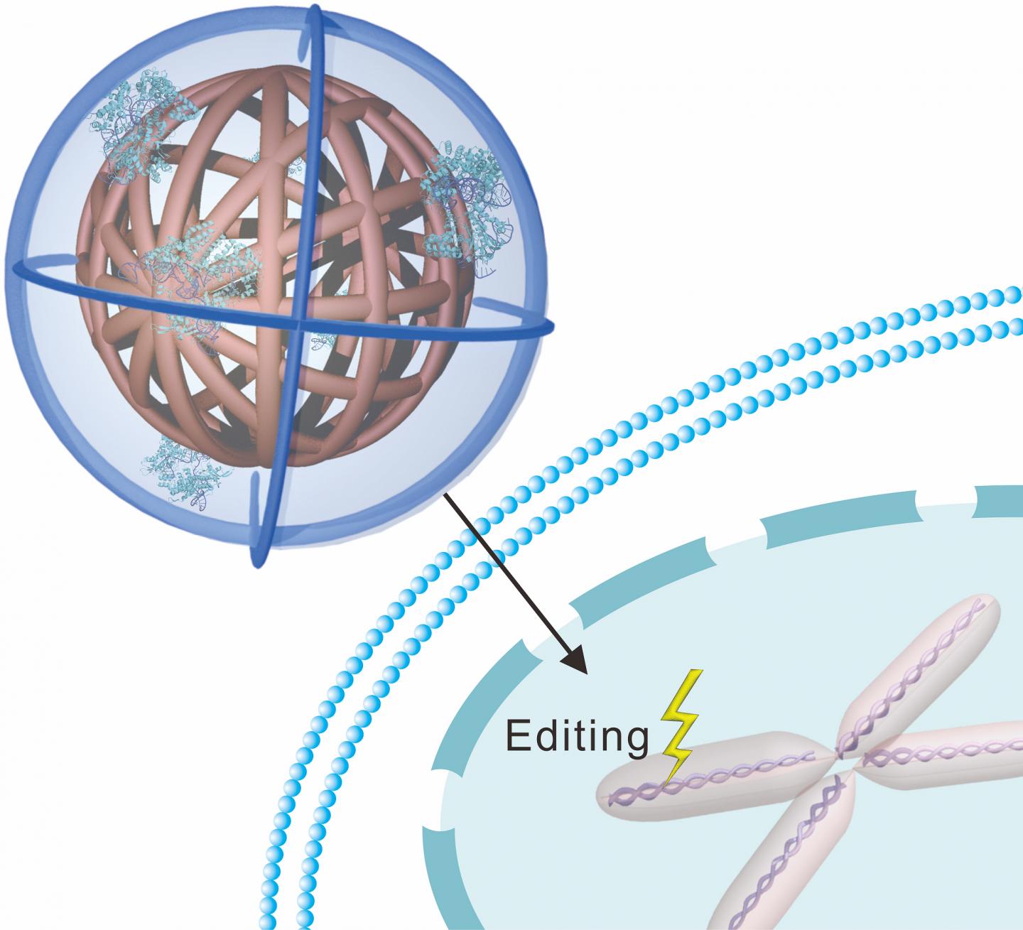 When the nanoclew comes into contact with a cell, the cell absorbs the nanoclew completely—swallowing it and wrapping it an endosome. Nanoclews are coated with a positively charged polymer that breaks down the endosome, setting the nanoclew free inside the cell, thus allowing CRISPR-Cas9 to make its way to the nucleus. [North Carolina State University]