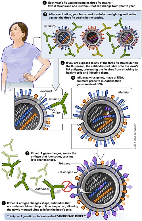 Example of how genetic changes can rapidly occur among influenza strains. [NIAID]