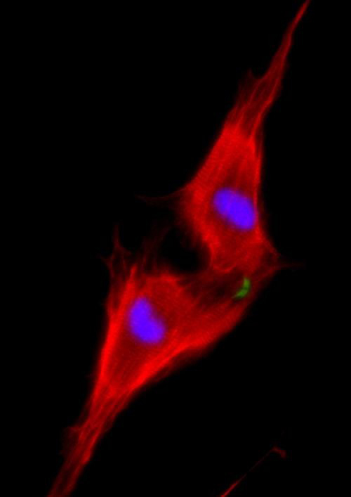 Two neonatal cardiomyocytes (stained red) undergoing cell division after treatment with NRG1 are shown. [Weizmann Institute of Science]