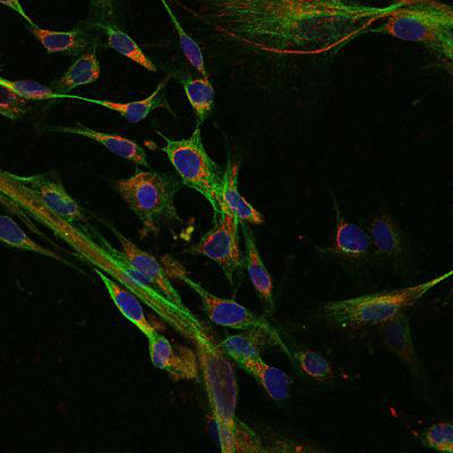 This is a confocal microscopy image of human fibroblasts derived from embryonic stem cells. The nuclei appear in blue, while smaller and more numerous mitochondria appear in red. [Shoukhrat Mitalipov]