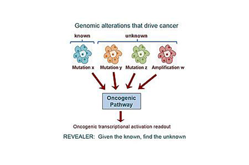 To better characterize the functional context of genomic variations in cancer, researchers developed a new computer algorithm called REVEALER. [UC San Diego Health]