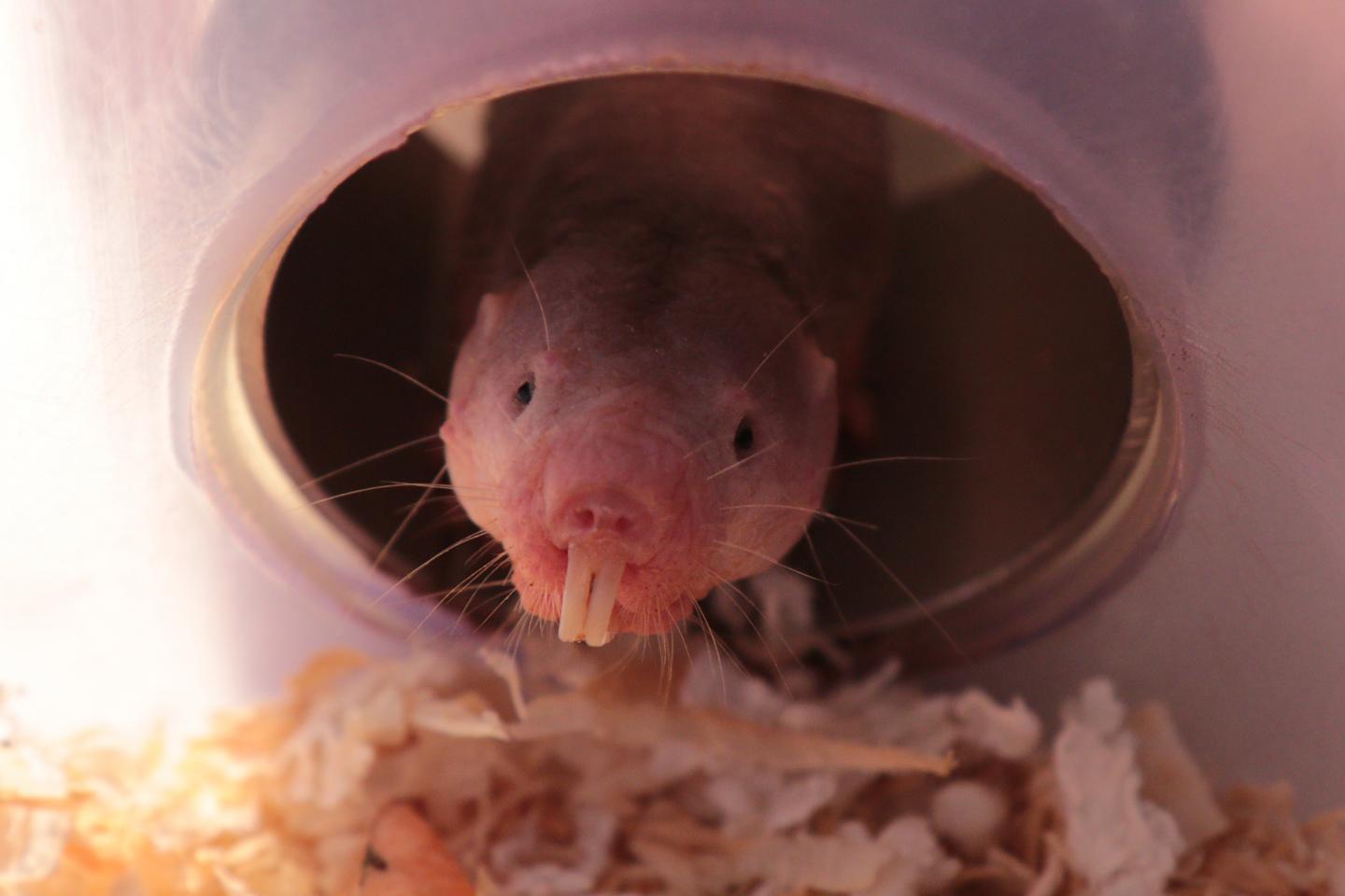 A naked mole-rat peeks out of the tube of an artificial burrow. For this burrow-dwelling animal, and all of his wrinkly kin, the metabolic rewiring of glycolysis can circumvent the normally lethal effects of oxygen deprivation, a mechanism that could be harnessed to minimize hypoxic damage in human disease. [Roland Gockel/MDC]