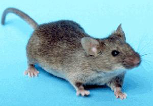 JAX is accusing Nanjing University and two affiliated research entities, of breeding and reselling progeny of mice acquired from JAX at reduced prices. [NIH]