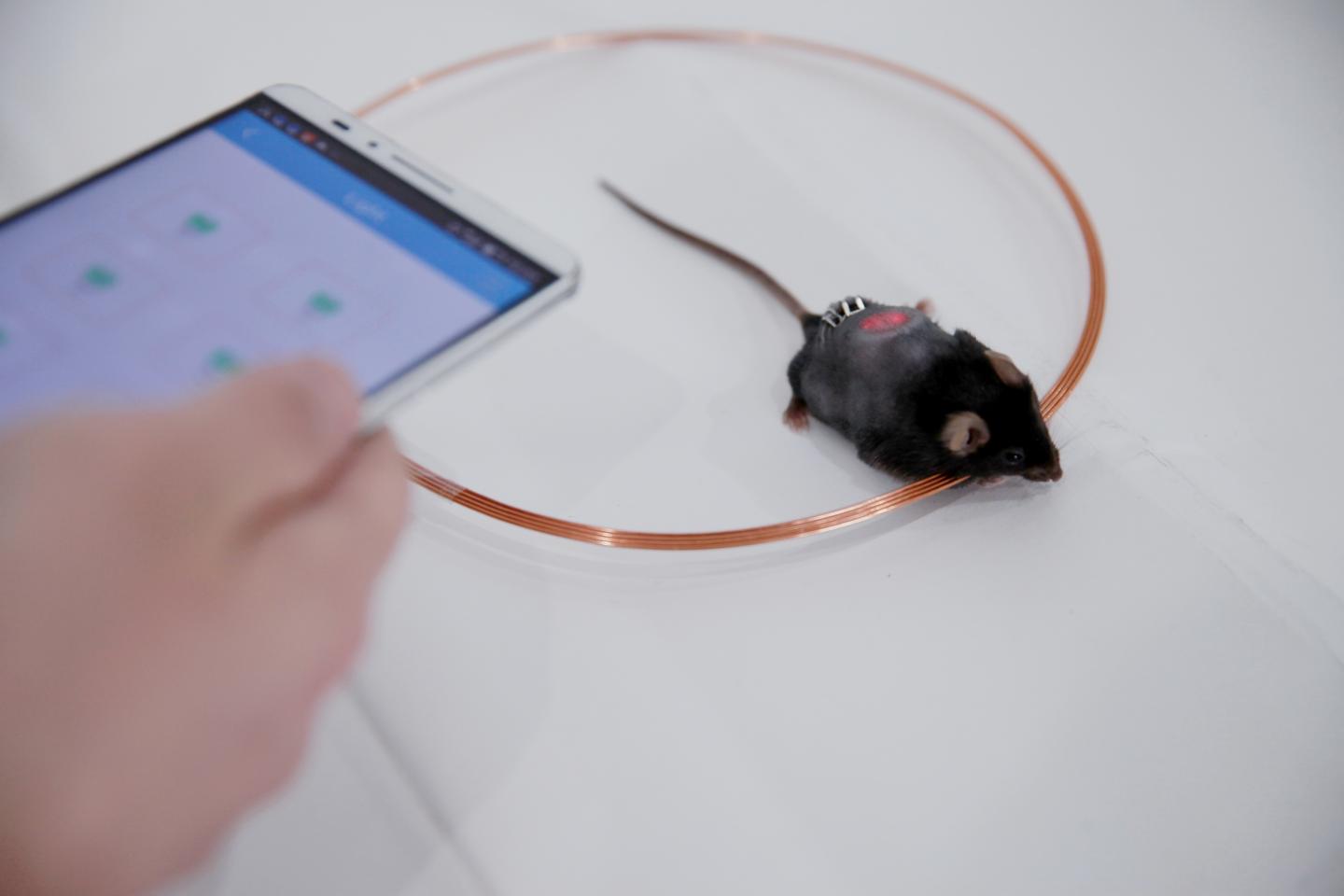 The diabetic mouse in this image was given a HydrogeLED, a hydrogel implant containing optogenetically engineered cells and biocompatible LED lights. Far-red light triggers the cells to produce hormones that help maintain blood sugar levels, and the lights can be turned on or off with a smartphone. [Shanghai Key Laboratory of Regulatory Biology]
