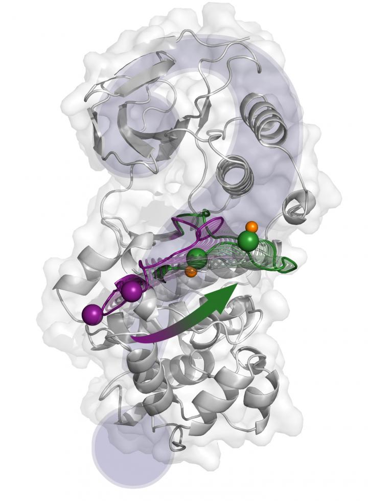 The structural changes from the inactive state (purple) to the active one (green) proposed by X-ray crystallography. [Antonija Kuzmanic/IRB Barcelona]