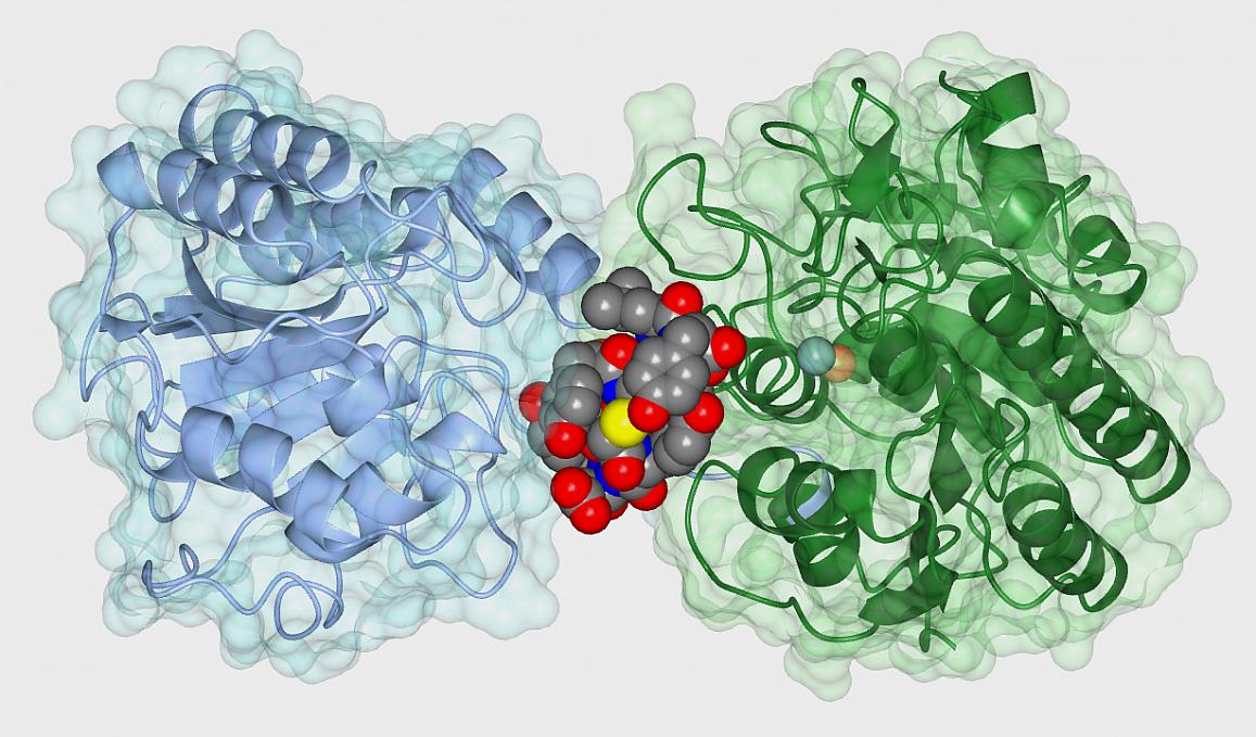 The cyclic peptide ipglycermide binds to an iPGM enzyme, blocking its activity. [NIH]