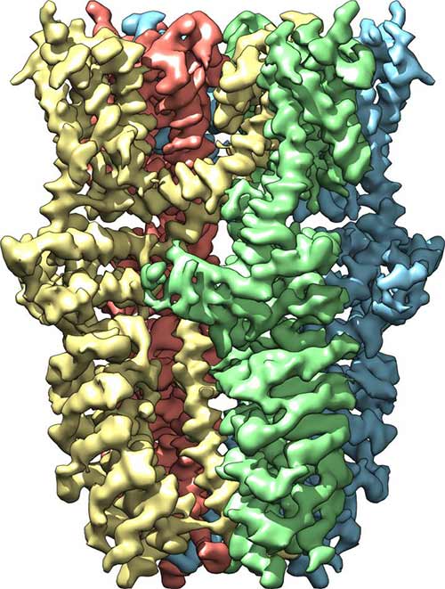 Side view of the TRPA1 receptor shows that it is composed of four subunits, colored yellow, green, blue, and red. When the receptor is activated by wasabi or certain other stimuli, channel opens  from outside the cell (top) to inside the cell (bottom).