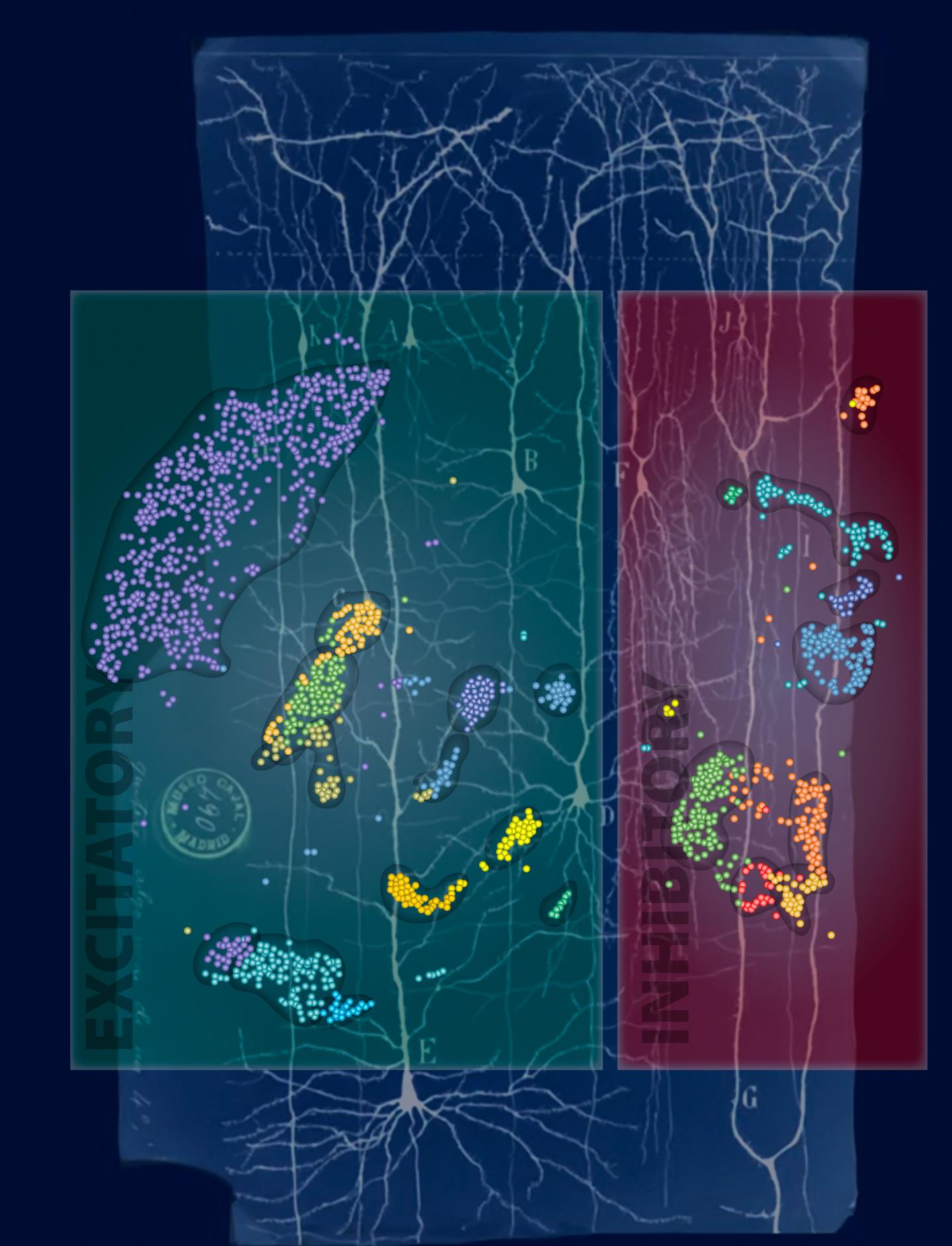 Researchers have demonstrated that neuron subtypes can be recognized by analyzing the DNA methylomes of individual brain cells. In this image, human cortical neuron types—different kinds of “stop” and “go” neurons—are identified by their cytosine methylation signatures, which were resolved with a newly developed single-cell methylome sequencing method. The colored dots in the image indicate distinct neuronal clusters. To suggest how the new technique extends morphological analysis, the image superimposes the colored dots on an image derived from the work of legendary scientist Santiago Ramón y Cajal (1852–1934). [Jamie Simon/Salk Institute]