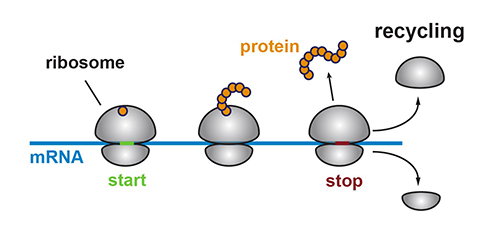A ribosome (gray) creates a protein by translating the genetic code within an mRNA molecule (blue). Once it reaches the stop signal, it releases the protein (orange) and is “recycled” by Rli1 by being split into two pieces. [Nicholas Guydosh, Johns Hopkins Medicine]