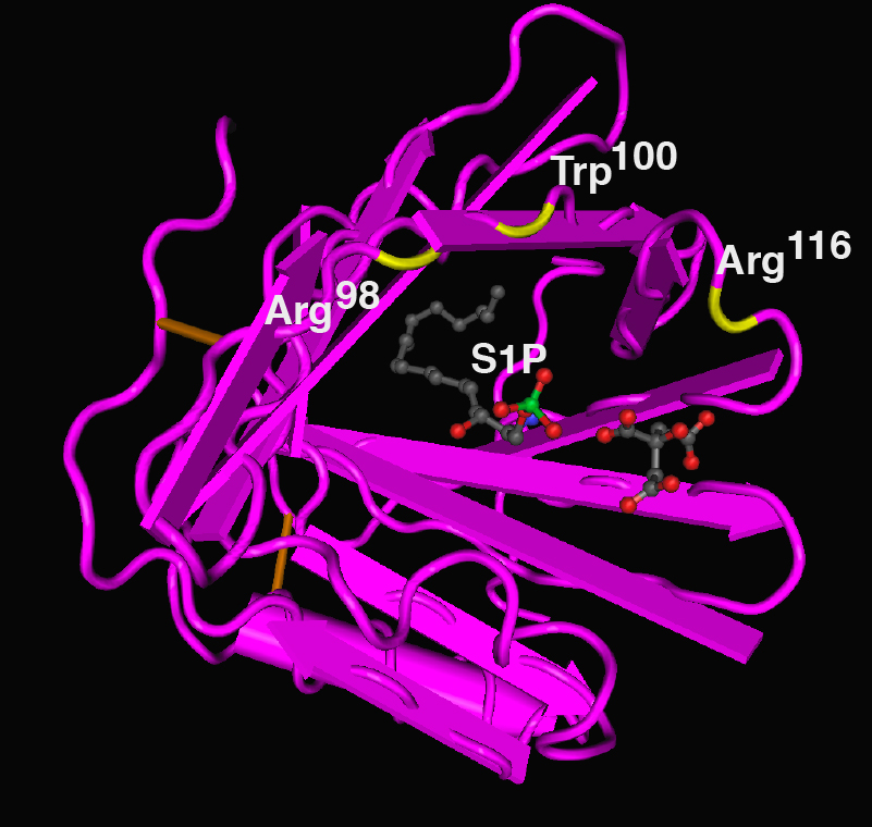 Structure of an artificial protein, ApoM-Fc, created by scientists to treat blood vessel inflammation that reduced blood pressure, protected against heart attack damage, and decreased brain tissue loss after stroke in mouse models. [S.L. Swendeman et al., Science Signaling (2017)]