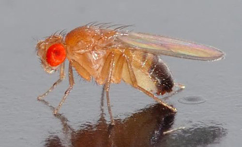 Fruit flies may help scientists understand the underlying mechanism by which HPV can cause cancer as well as identify potential drug treatments. [André Karwath/Wikimedia Commons]