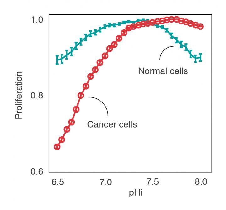 This is computational prediction of the proliferation of healthy and cancerous cells at different intracellular pH. Cancer cells proliferate well at basic pH, but at acidic pH they become vulnerable. [Miquel Duran-Frigola, IRB Barcelona]