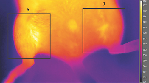 This thermograph of an anesthetized animal at room temperature shows the effect of a brown-like fat implant on body heat. The implant area (A) was found to be significantly warmer (30.86°C maximum) than the control area (B) (29.43°C maximum). [Kevin Tharp and Andreas Stahl]