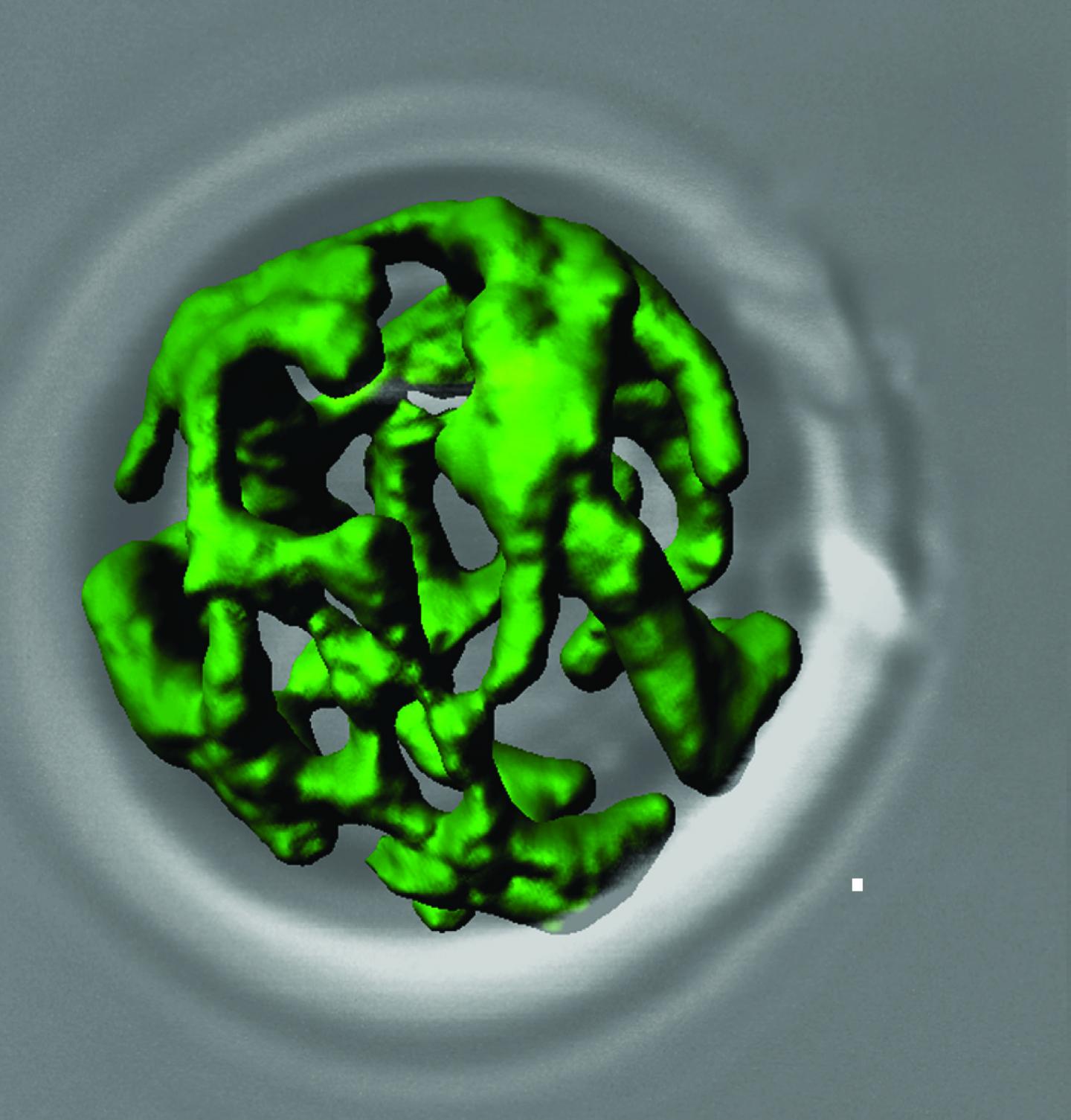 The net-like structure of green colored mitochondria from the baker's yeast model organism. [AG Meisinger]
