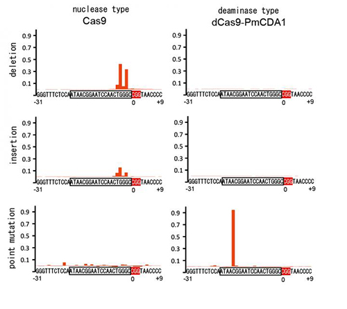 The figure analyzes the frequency at which mutation was induced in 40 bases of the target DNA sequence. In the nuclease model (left), mainly insertion and deletion are induced. In the deaminase model (right), only point mutation is induced. [Kobe University]