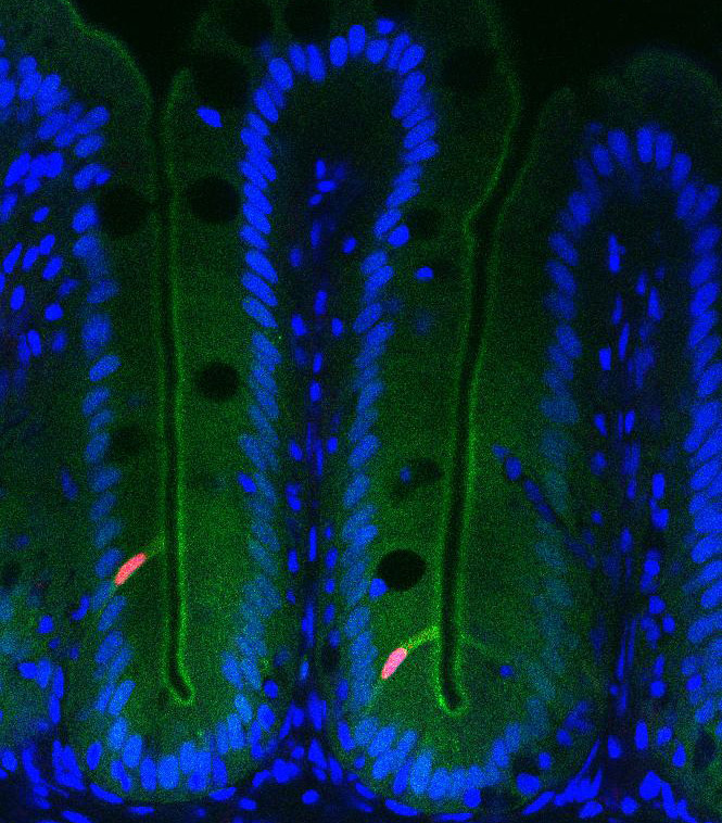Fluorescence imaging of the zebrafish intestine reveals activity of ancient genetic regulatory elements. Nuclei of epithelial cells lining the intestine are shown in blue, and cells that have activated a regulatory element from the HES1 gene are shown in green. [Colin Lickwar/Duke University]