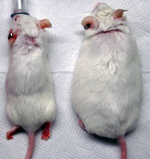 When fed a high-fat diet, mice with a skin graft (left), genetically altered to secrete GLP-1 in response to the antibiotic doxycycline, gained less weight than normal mice (right). [Source: Wu Laboratory, the University of Chicago]