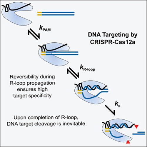 A quantitative kinetics study has dissected the reaction steps whereby Cas12a targets DNA. This study explains the DNA cleavage patterns measured <i>in vivo</i> and the observations of greater reported target specificity for Cas12a than for the Cas9 nuclease. [<i>Molecular Cell</i>]