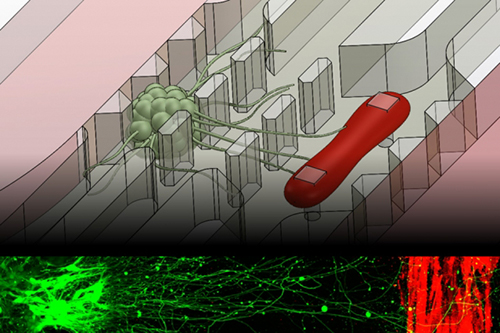 A new microfluidic device that replicates the neuromuscular junction—the vital connection where nerve meets muscle—contains a small cluster of neurons (green) and a single muscle fiber (red). A fluorescence image, bottom, shows the motor neurons sending out axons toward a muscle strip over a distance of about 1 millimeter. [Sebastien Uzel/MIT]