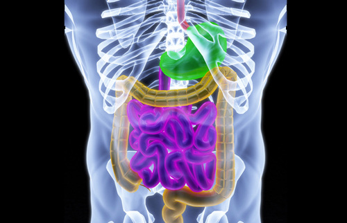 Researchers take novel approach in the search for effective autism treatments by focusing on improving the gut microbiome through fecal microbial transplants. [dimdimich/Fotolia]