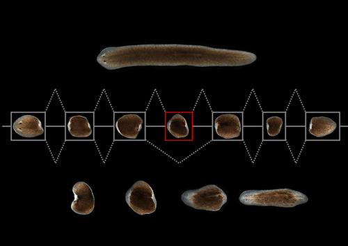 Planarians possess the remarkable to regenerate any lost body part. Here, a planarian (top) cut into several pieces (middle) regenerates new worms from every piece in a process depicted at the bottom. [Jordi Solana/MDC]