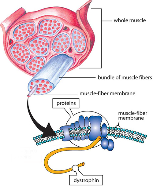 Duchenne muscular dystrophy is caused by the inability to produce dystrophin, a long protein chain that binds the interior of a muscle fiber to its surrounding support structure. A new study may lead to clinical advances and help to eventually reverse these debilitating mutations. [Muscular Dystrophy Association]