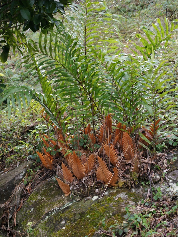 Drynaria, commonly known as basket ferns, have been traditional used as a medicinal plant. [Wikicommons]