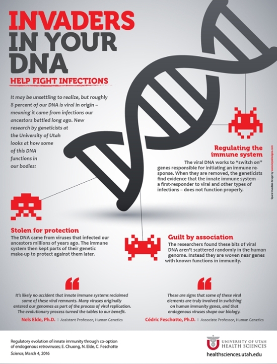 Viral invaders in our DNA help us fight infections.[University of Utah Health Sciences]