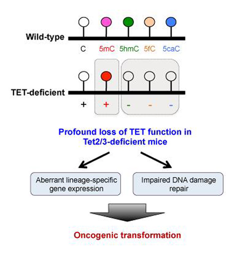 Loss of TET function contributes to skewing blood stem cells in favor of forming myeloid cells over other blood cell types by regulating the expression of lineage-specific genes. [Dr. Myunggon Ko, Ulsan National Institute of Science and Technology]