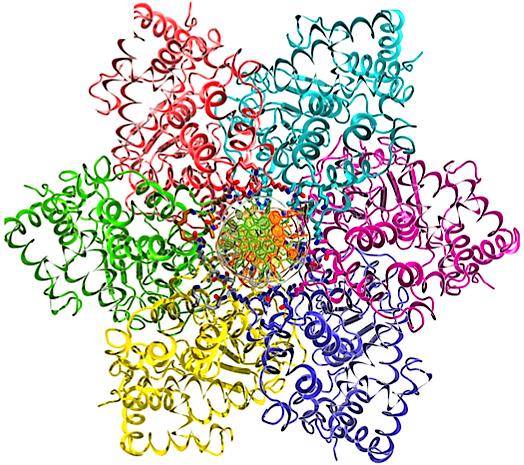A ring of six proteins, known as a helicase, surrounds DNA strands at a special location known as origin DNA. Each of the six proteins is in a distinct color, with origin DNA in the center. [Xiaojiang Chen/USC]