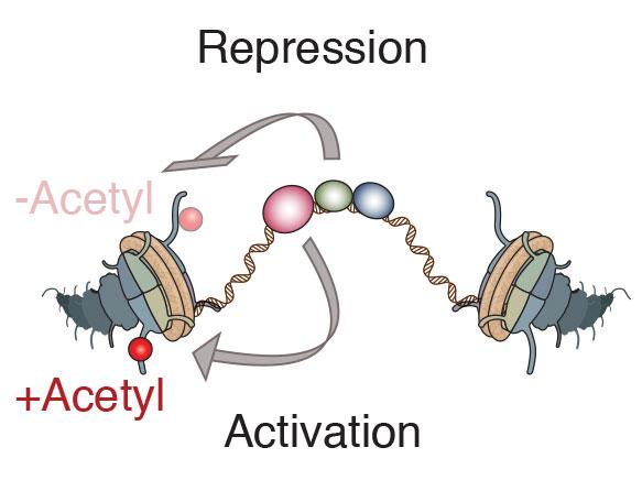 Activation and repression signals actively compete to regulate the amount of acetyl groups at histones near enhancers. [Zeitlinger lab/Stowers Institute for Medicine]