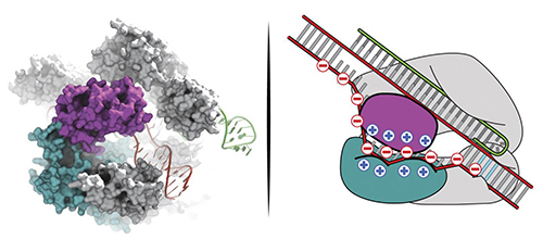 Structure-guided mutagenesis has guided the engineering of an “enhanced specificity” <i>Streptococcus pyogenes</i> Cas9. In the newly engineered Cas9, three positively charged amino acids from the enzyme’s positively charged, DNA-cradling groove have been replaced by neutral amino acids. With the modified Cas9, the binding of on-target sites appears to be weakened much less than the binding of off-target sites. [Ian Slaymaker, Broad Institute]” /><br />
<span class=