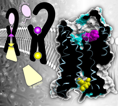 Right: Structure of CC chemokine receptor 2 (CCR2) bound to two inhibitors (pink and yellow). Left: Normally, chemokines outside the cell bind CCR2 and the receptor transmits that signal inside the cell via G proteins. Inhibitors block this signal transmission.