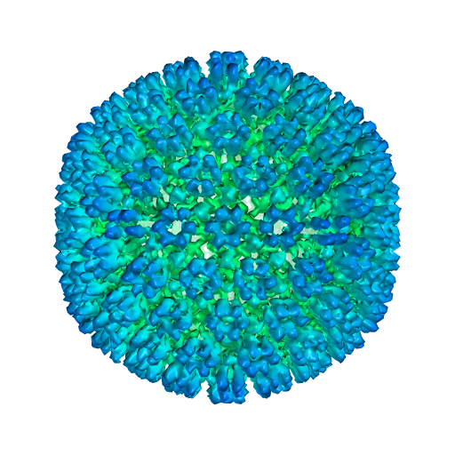 Researchers have found that infection with the Epstein-Barr virus (pictured) may put some women at increased risk for developing breast cancer. [NIH]