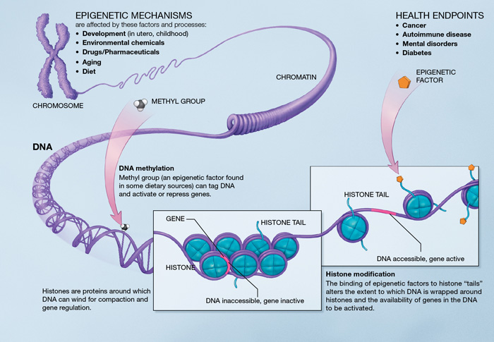 Diagram of how DNA methylation effects gene expression.[Courtesy of the National Institutes of Health]