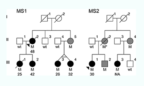 The family trees of the two families with the MS-causing mutation. (M) individuals with the mutation; (black circles) individuals with MS and age of disease onset; (gray circles or squares) individuals with the mutation whose health is unknown. [Carles Vilarino-Guell/University of British Columbia]