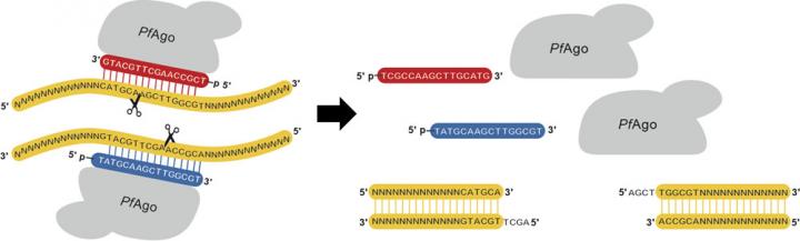 Restriction enzymes are essential tools for recombinant DNA technology that have revolutionized modern biological research; however, they have limited sequence specificity and availability. The <i>Pyrococcus furiosus</i> Argonaute (PfAgo)-based platform for generating artificial restriction enzymes (AREs) is capable of recognizing and cleaving DNA sequences at virtually any arbitrary site and generating defined sticky ends of varying length. [Behnam Enghiad and Huimin Zhao/University of Illinois at Urbana-Champaign]” /><br />
<span class=