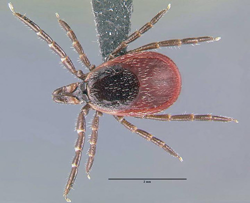 This is a blacklegged tick (<i>Ixodes scapularis</i>), one of the main vectors of Lyme disease. [Gary Alpert, Harvard University, Bugwood.org]” /><br />
<span class=
