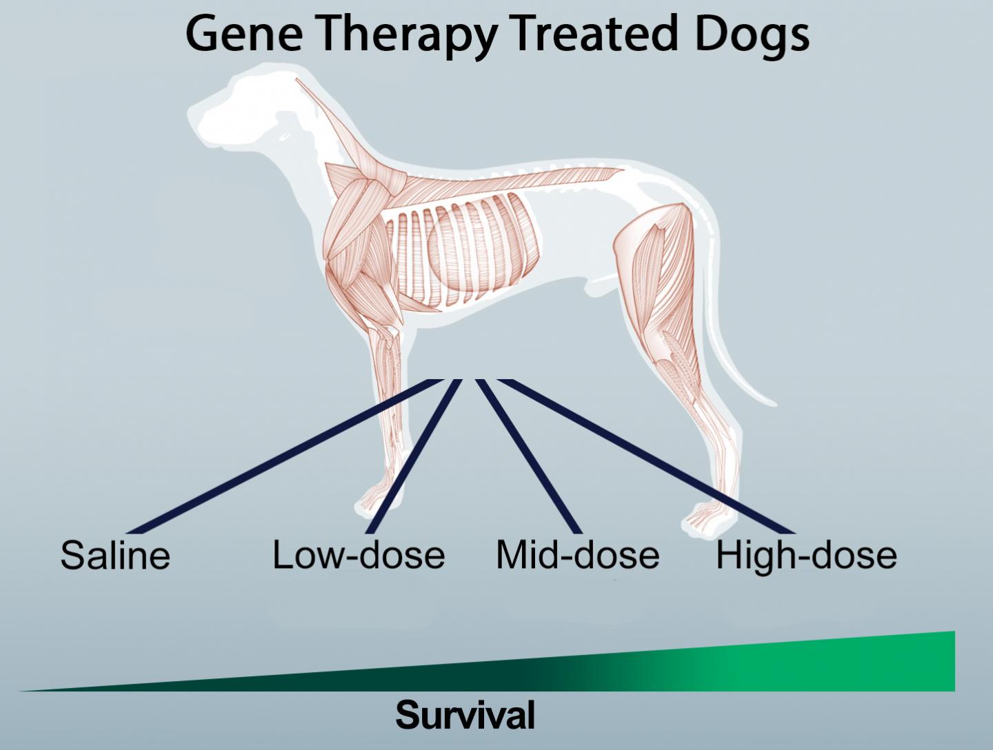 In a study replacing the mutated gene responsible for myotubular myopathy with a healthy gene throughout the entire musculature of affected dogs, researchers observed a relationship between dosage and survival. [Martin Childer lab/UW Medicine]