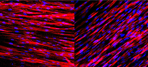 Staining on these slides shows that engineered human arteries produce contractile proteins (left) and calponin (right) just one week after being grown in culture. These two molecules allow the arteries to contract and dilate in response to environmental stimuli. [George Truskey Lab, Duke University]