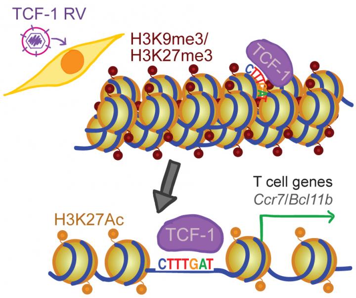 TCF-1 opens chromatin so that DNA can be read to make proteins, and it keeps chromatin open so that subsequent factors can access DNA to make protein that guide a maturing T cell to its final identity. [Lab of Golnaz Vahedi, Ph.D., Perelman School of Medicine at the University of Pennsylvania]