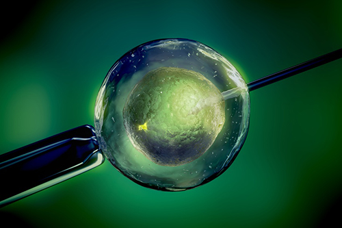 The rigidity of an hour-old fertilized egg can predict its viability. [Source: 3dmentat/Fotolia]