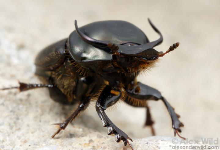 The study used beetles in the species <i>Onthophagus taurus</i> to learn about the role played by the dsx gene to “match” physical traits to males versus females. [Alex Wild]” /><br />
<span class=