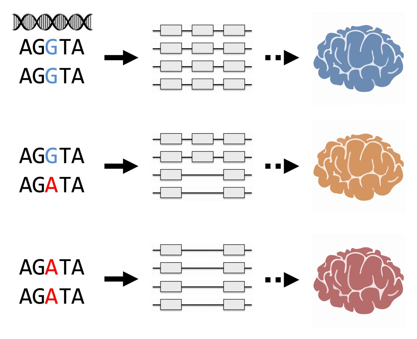 Researchers identify genetic variants controlling alternative splicing of transcribed RNA in the human brain, which may be associated with brain phenotypes such as mental disorders. [RIKEN]