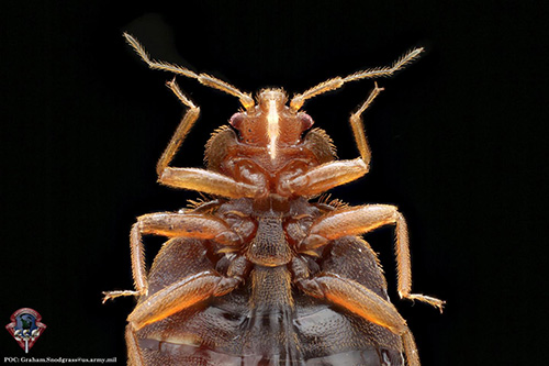 This is a close-up of <i>Cimex lectularius</i>, the common bed bug. A recently completed metagenomics study provides a rich genetic resource for mapping the pest’s activity and density across human hosts and cities, which can help track, manage, and control infestations. [Armed Forces Pest Management Bureau]” /><br />
<span class=