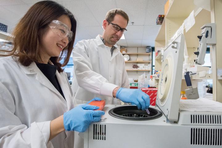 Researchers Pin Wang (left) and Antoine Snijders investigate blood cells in the laboratory collected from mice exposed to thirdhand smoke. [Marilyn Chung/Berkeley Lab]