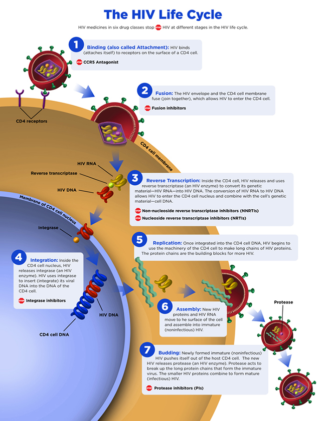 A Better Understanding of How HIV-1 Evades the Immune System