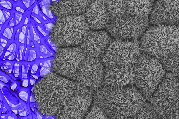 Human iPSC-derived RPE cells (right, micrograph), here grown on a scaffold (left, artist rendered). The microvilli, or little projections on the surface of each RPE cell, communicate with the photoreceptors in the eye, an essential interaction for sight. [Nathan Hotaling (NIST); Vladimir Khristov and Kapil Bharti (NEI)]